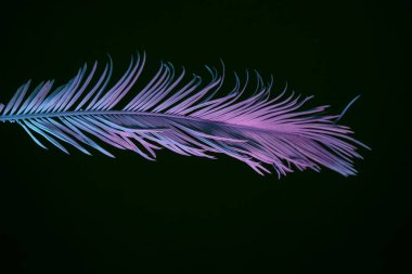 Güzel soluk palmiye yaprağı siyah bir ışıkta. Minimalizm retro tarzı konsept. Tasarım için arkaplan deseni. 