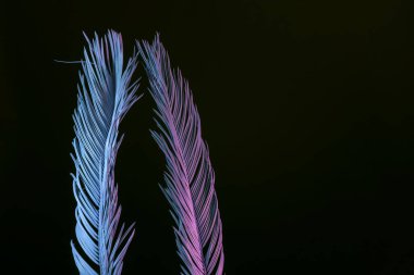 Güzel soluk palmiye yaprakları siyah bir ışıkta parlıyor. Minimalizm retro tarzı konsept. Tasarım için arkaplan dokusu. 