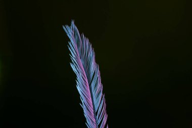 Güzel soluk palmiye yaprağı siyah bir ışıkta. Minimalizm retro tarzı konsept. Tasarım için arkaplan deseni. 