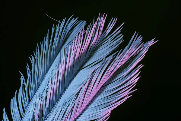 Zavřít Krásné Vybledlé Palmové Listy Neonovém Světle Černé Koncept Minimalismu — Stock fotografie