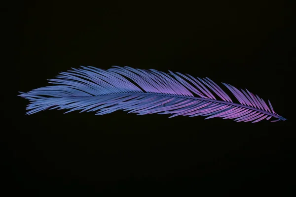 Beautiful Faded Palm Leaf Neon Light Black Minimalism Retro Style — Stock Photo, Image