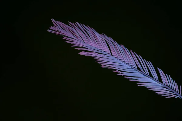 Piękny Wyblakły Liść Palmowy Neonowym Świetle Czarnym Koncepcja Minimalizmu Stylu — Zdjęcie stockowe