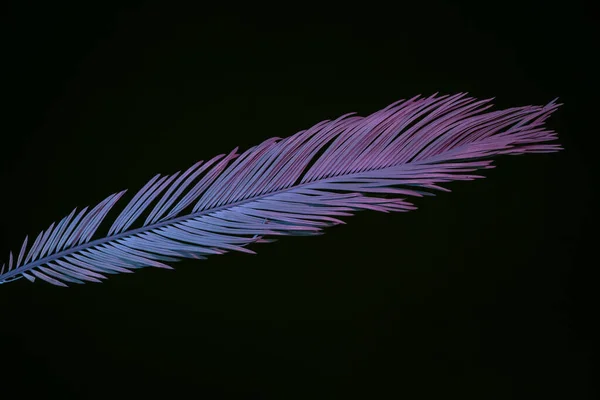 Krásný Vybledlý Palmový List Neonovém Světle Černé Koncept Minimalismu Retro — Stock fotografie