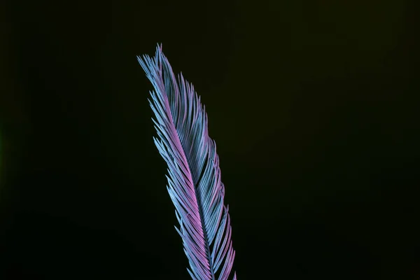 Красивый Выцветший Пальмовый Лист Неоновом Свете Черном Концепция Минимализма Стиле — стоковое фото