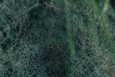 Örümcek ağı ya da örümceğin ağı doğal bir arkaplana karşı, çiy bir örümceğin üzerine düşer. .