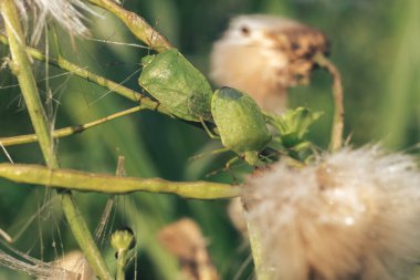 Yeşil yaprağın üzerindeki keten kokulu böcek, Pentatomidae familyasından bir böcektir.