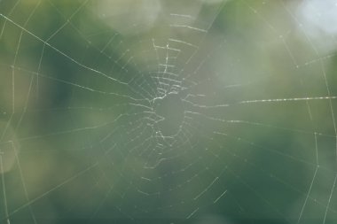 Örümcek ağı ya da örümceğin ağı doğal bir arkaplana karşı, çiy bir örümceğin üzerine düşer. .