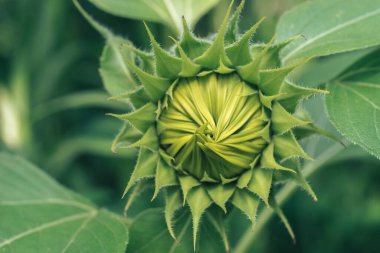 Yeşil yapraklardan oluşan bir arka planda bir ayçiçeğinin güzel, genç, kapalı çiçeğini kapat. Tasarım için doğa arkaplan dokusu.
