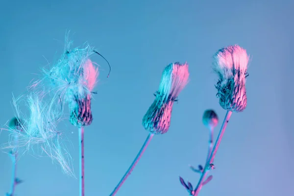 Nahaufnahme Schöne Blumen — Stockfoto