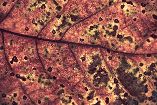 Detailaufnahme Einer Alten Blattpflanze Schöne Hintergrundmuster Für Design — Stockfoto