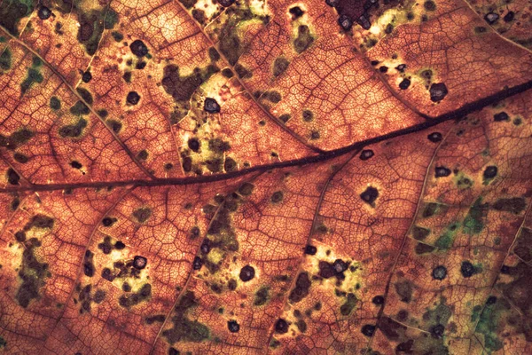 Detailní Záběr Detail Hnědé Listové Rostliny Krásné Pozadí Vzor Pro — Stock fotografie