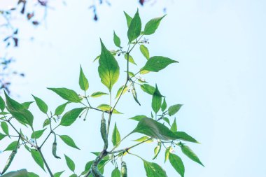 Gökyüzü zemininde yetişen taze ve güzel yeşil biber. Kapat..