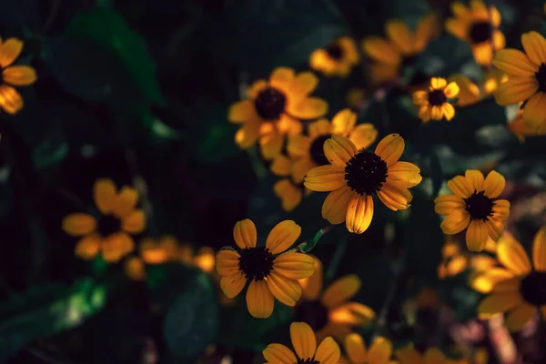 Красивый Черноглазый Цветок Сюзанн Фоне Сада Текстуры Боке — стоковое фото