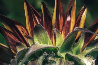 Doğanın arkaplan dokusunda büyüyen güzel ayçiçeği kırmızı güneşi. Arka görüntüyü kapatın. Yaz boyunca açan ayçiçeği tarlası.