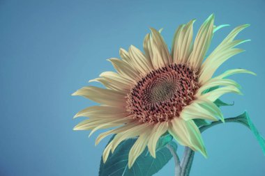 Soyut ayçiçeği bitki rengi ışığı. Neon ışıkta çok güzel bir bitki. Minimalizm retro tarzı konsept. Tasarım için arkaplan deseni. 