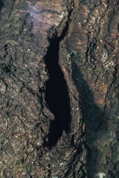 Photo of an open hole, or knot, in a large tree found near the edge of a hiking path. The hole appears majorly shallow with sections that are deeper and hidden in shadow.