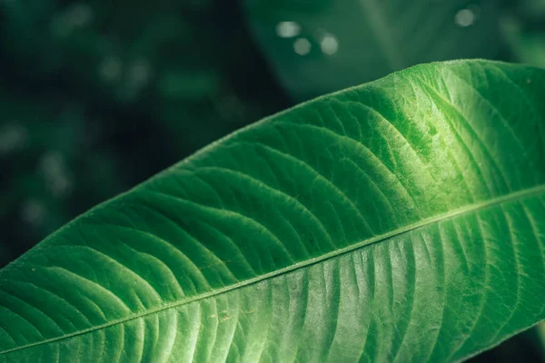 Bella Crescente Pianta Sfondo Della Natura Estiva Struttura Del Modello — Foto Stock