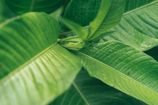 Dettaglio Una Pianta Fogliare Giardino Bellissimo Modello Sfondo Design — Foto Stock