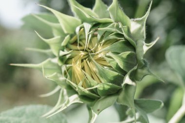 Yeşil yapraklardan oluşan bir arka planda bir ayçiçeğinin güzel, genç, kapalı çiçeğini kapat. Tasarım için doğa arkaplan dokusu.