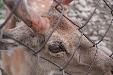 Çayırdaki geyik çiftliğini kapatın. Güzel manzara dağ arka planı..