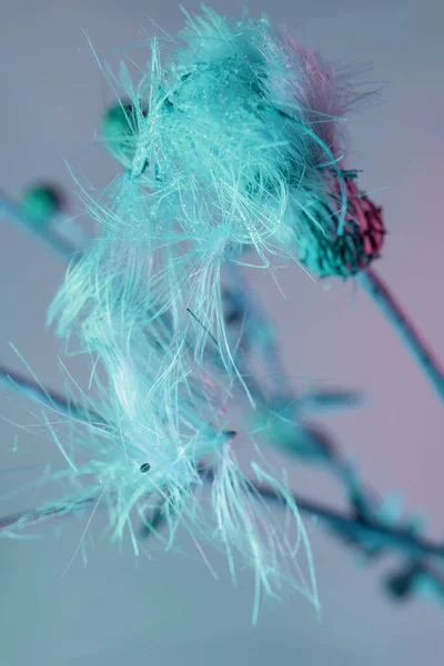 Sluiten Mooie Bloemen — Stockfoto