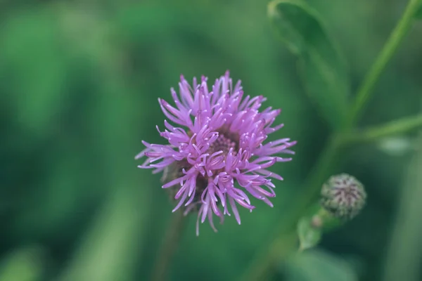 Hojas Verdes Flores Púrpuras Una Bardana Salvaje Más Grande Verano — Foto de Stock
