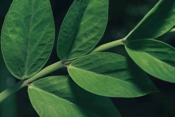 Zielone Liście Vicia Sativain Lato Łące Naturalny Wzór Tła Tekstury — Zdjęcie stockowe