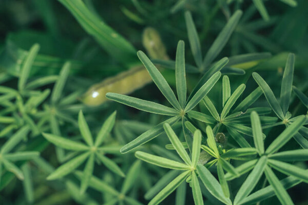 Green leaves and broad bean summer in the meadow. Nature background pattern texture for design.