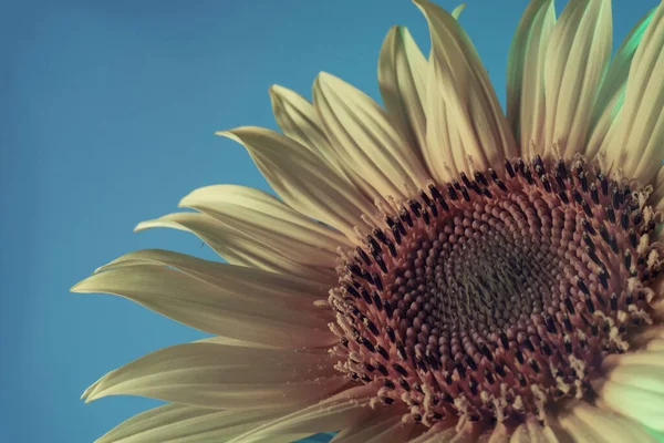 Cerrar Luz Color Planta Girasol Abstracta Hermosa Planta Mínima Luz — Foto de Stock