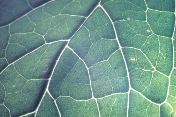 Cerrar Hermosa Hoja Sobre Patrón Negro Textura Fondo Para Diseño — Foto de Stock