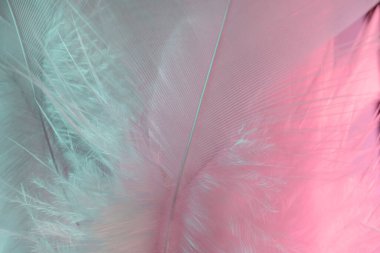 Arka planda egzotik doku tüyleri var. Tasarımın için yumuşak tüy deseni. Makro fotoğrafçılık görünümü.