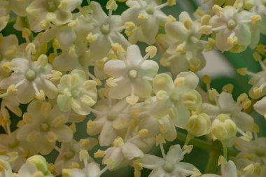 Beautiful white flowers and green leafs. Background pattern for design. Macro photography view. 	