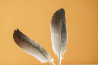 Sarı arkaplan desenli güzel gri kuş tüyü.