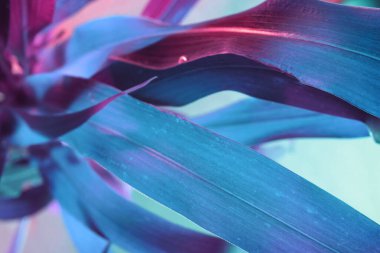 Güzel, soyut yaprak bitkisinin pembe ışığını kapat. Neon ışıkta çok güzel bir bitki. Tasarım için arkaplan deseni. 