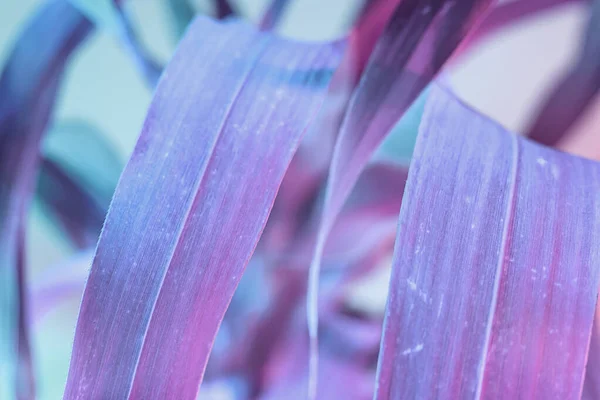 아름다운 나뭇잎을 분홍색 빛으로 덮으세요 아름다운 식물은 빛에서는 작습니다 미니멀리즘의 — 스톡 사진
