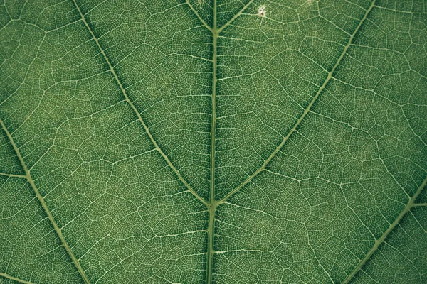 Zamknij Zielone Tło Tekstury Strzał Zielonego Liścia Teksturowany Streszczenie Natura — Zdjęcie stockowe