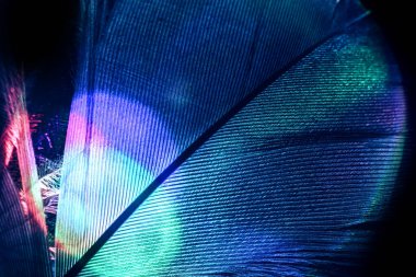 Kuş tüyü renkli ışığı kapat. Tasarım için güzel bir arka plan dokusu. Makro fotoğrafçılık görünümü.