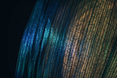 Güzel yaprağı neon ışıkta kapayın. Minimalizm modern tarz konsepti. Tasarım için arkaplan modeli. Makro fotoğrafçılık görünümü. 