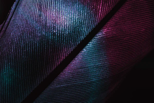 Close Vogel Veer Neon Multi Gekleurde Licht Mooie Achtergrond Patroon — Stockfoto