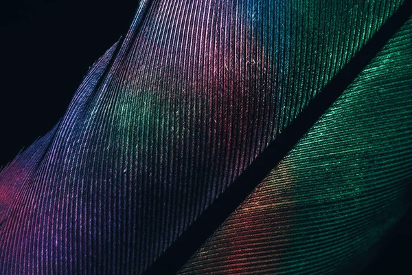 Close Bird Feather Neon Colored Light Beautiful Background Pattern Texture — Stock Photo, Image