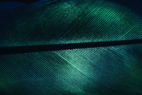 Primer Plano Pluma Pájaro Color Verde Oscuro Claro Hermosa Textura —  Fotos de Stock