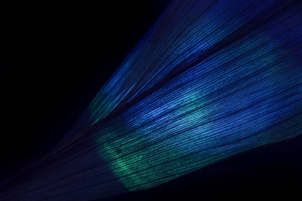 Närbild Vackert Löv Neonljus Minimalism Modern Stil Koncept Svart Bakgrund — Stockfoto