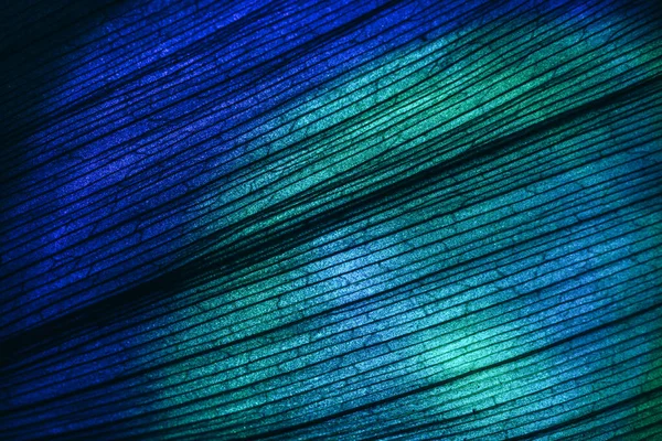 Zamknij Piękny Liść Neonowym Świetle Koncepcja Minimalizmu Nowoczesnego Stylu Czarny — Zdjęcie stockowe