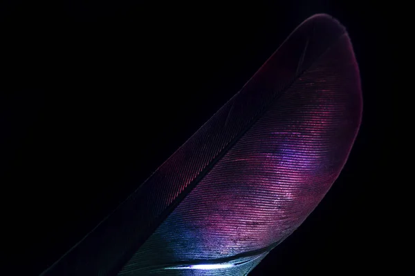 Pluma Pájaro Neón Luz Multicolor Hermosa Textura Patrón Fondo Para — Foto de Stock