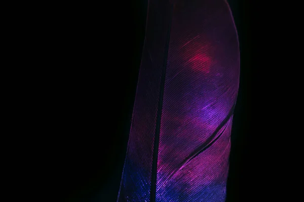 Bird feather purple colored light. Beautiful background pattern texture for design. Macro photography view.