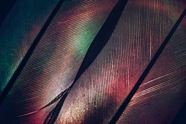 Пташине Перо Неонове Багатокольорове Світло Красива Текстура Фонового Візерунка Дизайну — стокове фото