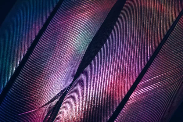 Bird Feather Neon Multi Colored Light Beautiful Background Pattern Texture — Stock Photo, Image
