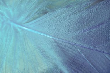 Kuş tüyünü kapat. Güzel arka plan dokusu. Makro fotoğrafçılık görünümü. 