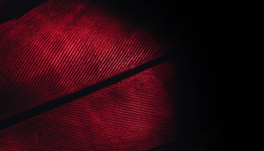 Close up Beautiful RED Bird feather background pattern texture for design. Macro photography view.	