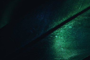 Close up Beautiful colorful Bird feather background pattern texture for design. Macro photography view.	